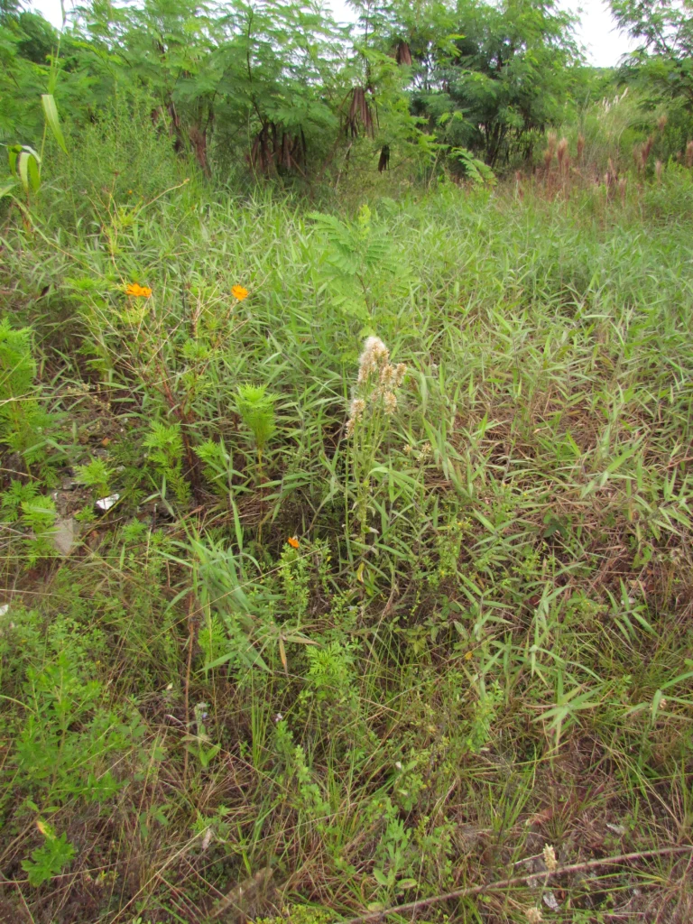 Pterocaulon alopecuroides (32)