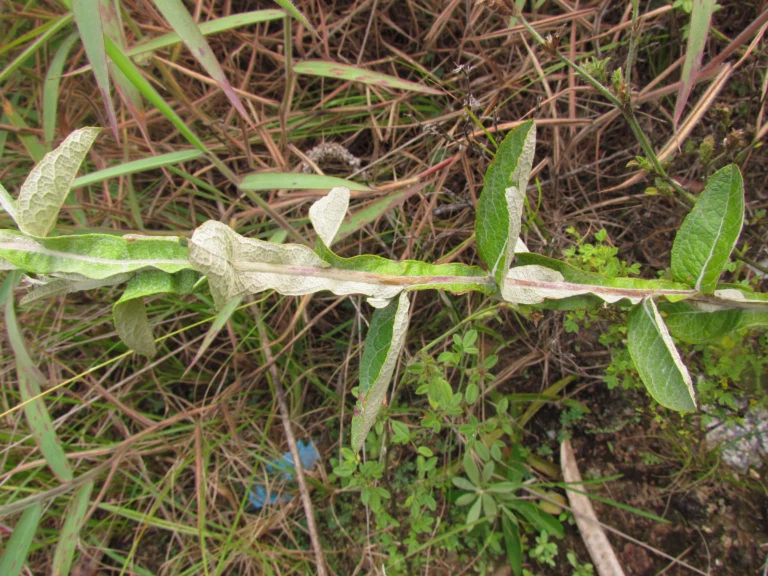 Pterocaulon alopecuroides (33)