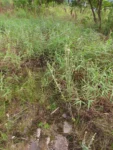 Pterocaulon alopecuroides (31)