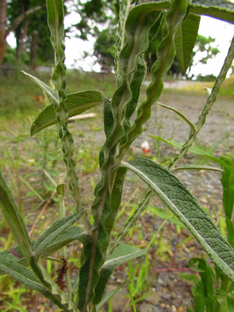 Pterocaulon alopecuroides (22)