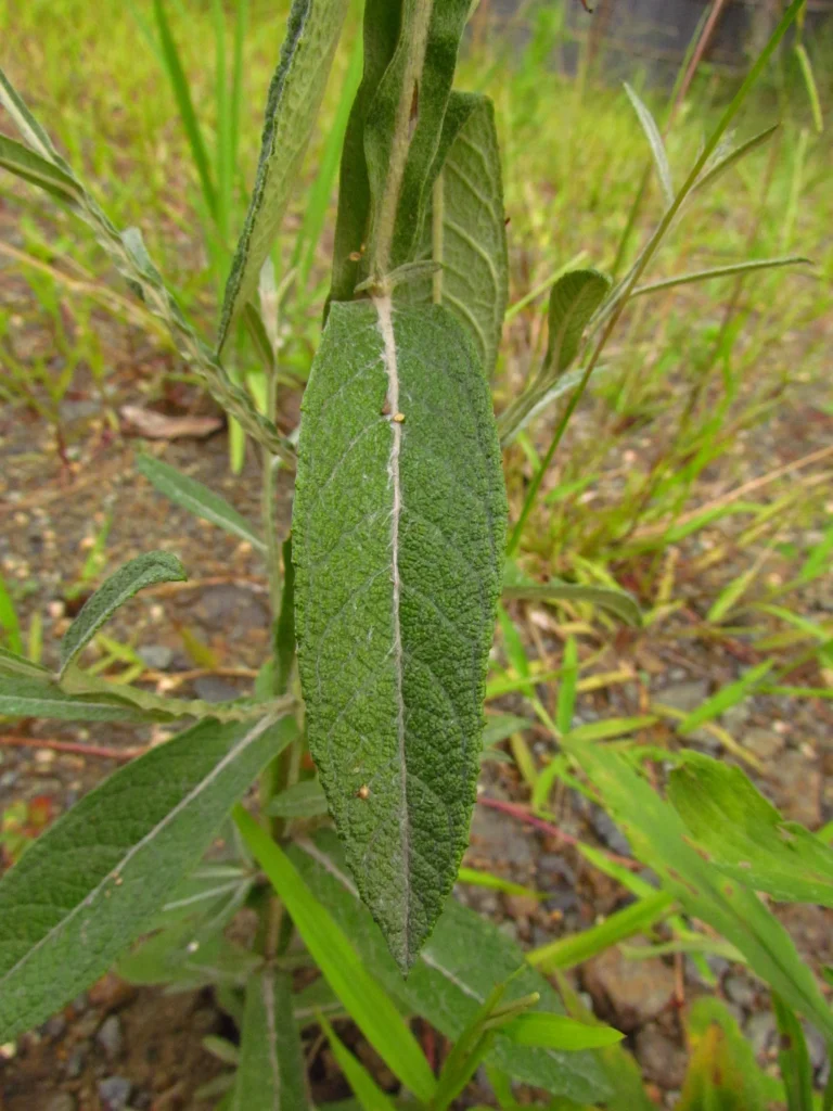 Pterocaulon alopecuroides (20)
