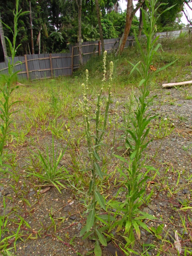 Pterocaulon alopecuroides (18)