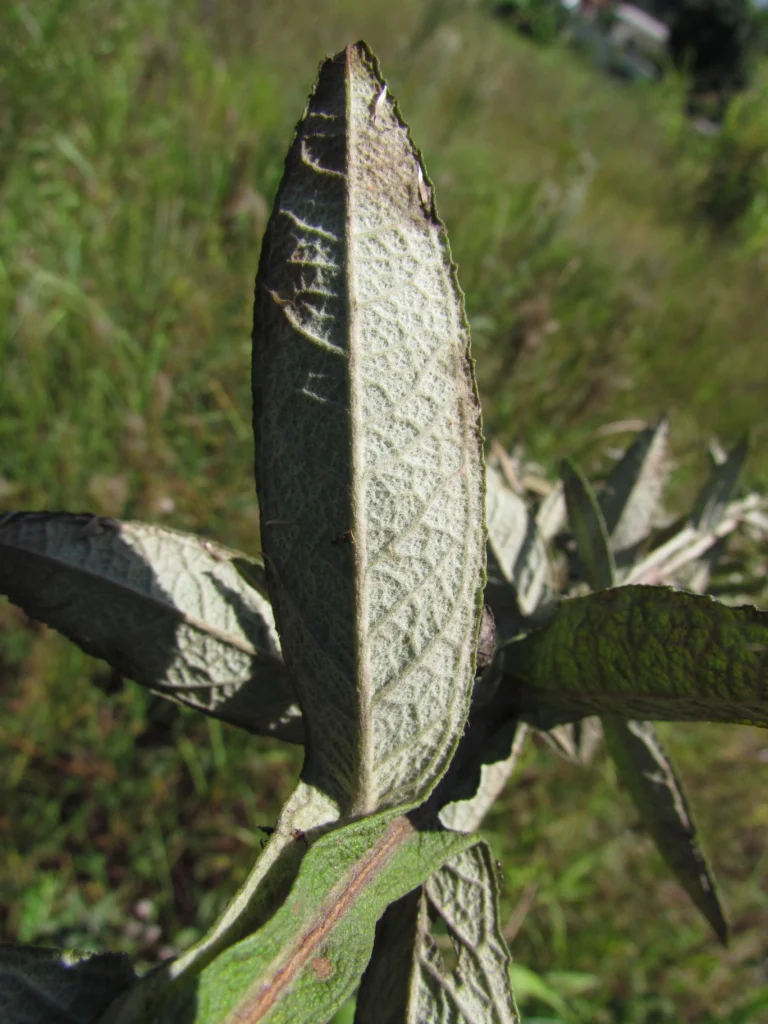 Pterocaulon alopecuroides (5)