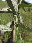 Pterocaulon alopecuroides (6)