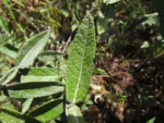 Pterocaulon alopecuroides (4)