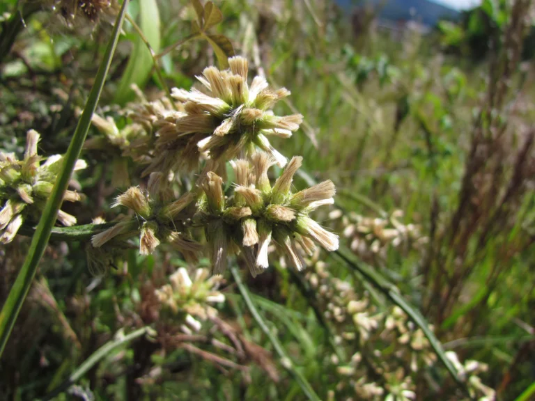 Pterocaulon alopecuroides (2)