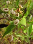 Pluchea sagittalis (45)