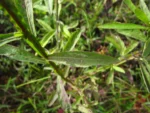 Pluchea sagittalis (42)