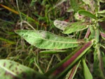Pluchea sagittalis (43)