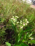 Pluchea sagittalis (37)