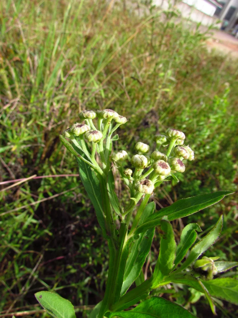 Pluchea sagittalis (37)