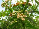 Pluchea sagittalis (16)