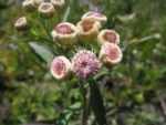 Pluchea sagittalis (5)