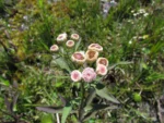 Pluchea sagittalis (4)