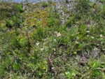 Pluchea sagittalis (2)