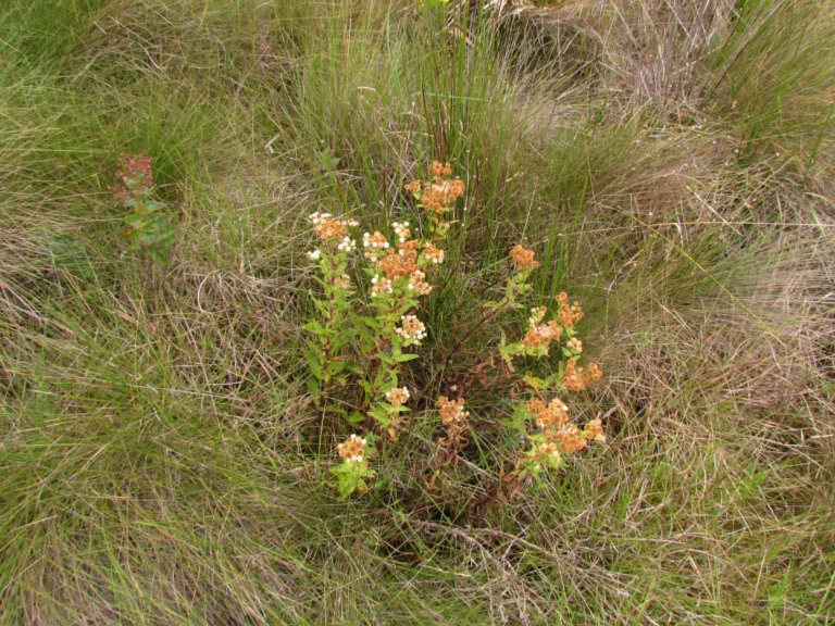 Pluchea oblongifolia (16)