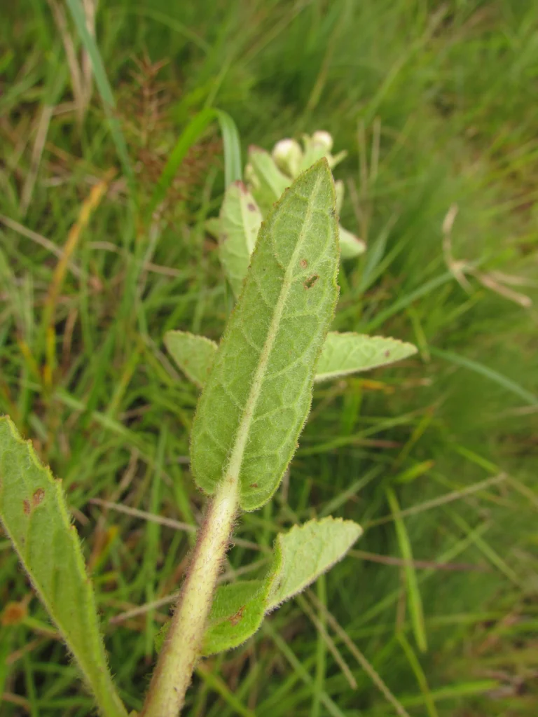 Pluchea oblongifolia (15)