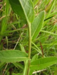 Pluchea oblongifolia (13)