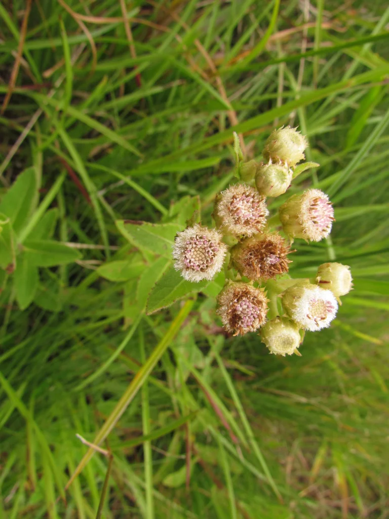Pluchea oblongifolia (9)