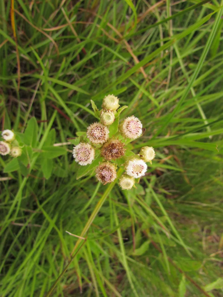 Pluchea oblongifolia (8)
