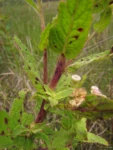 Pluchea oblongifolia (5)