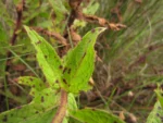 Pluchea oblongifolia (6)