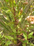 Pluchea oblongifolia (1)