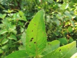 Pluchea laxiflora (21)