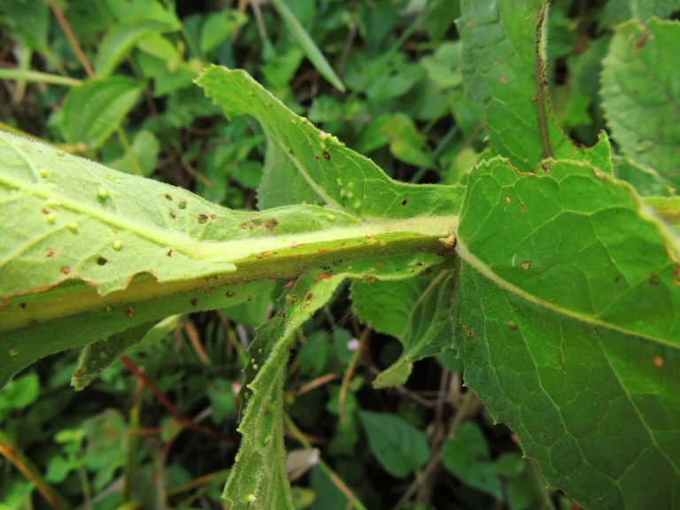 Pluchea laxiflora (22)