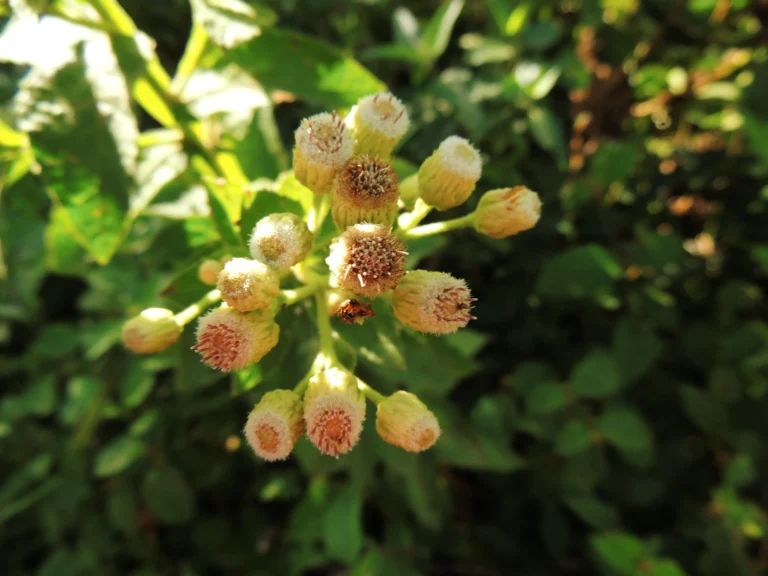 Pluchea laxiflora (20)