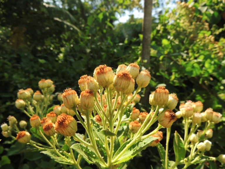 Pluchea laxiflora (17)
