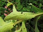Pluchea laxiflora (15)