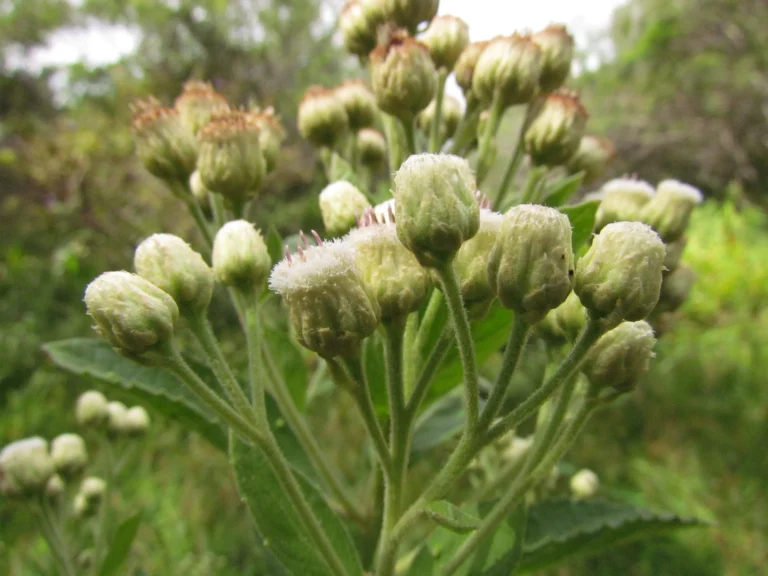 Pluchea laxiflora (13)