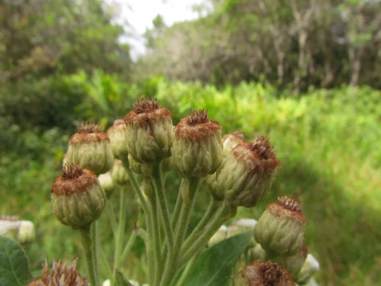 Pluchea laxiflora (14)