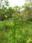Pluchea laxiflora (11)