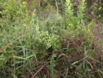 Pluchea laxiflora (6)