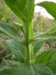 Pluchea laxiflora (5)