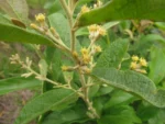 Moquiniastrum polymorphum floccosum (37)