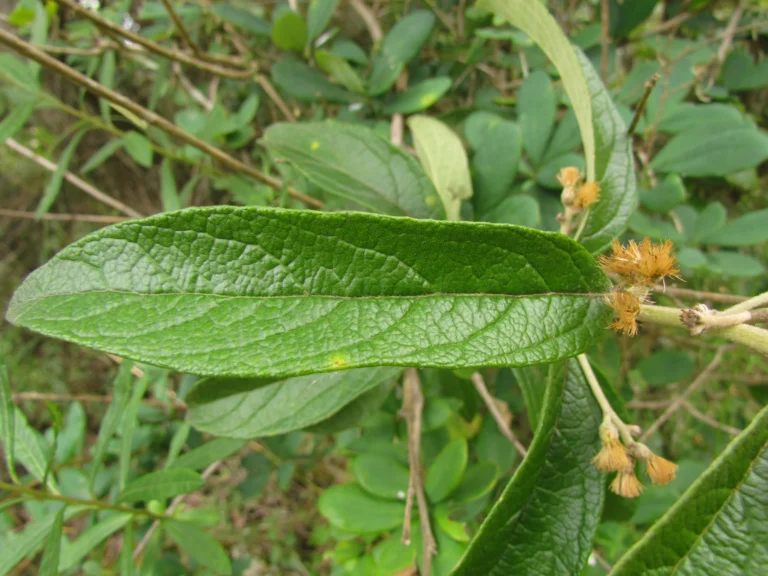 Moquiniastrum polymorphum floccosum (22)