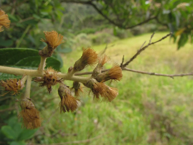 Moquiniastrum polymorphum floccosum (19)