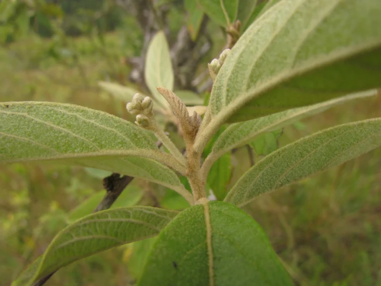 Moquiniastrum polymorphum floccosum (10)