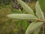 Moquiniastrum polymorphum floccosum (9)