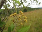 Moquiniastrum polymorphum floccosum (6)