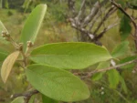 Moquiniastrum polymorphum floccosum (7)