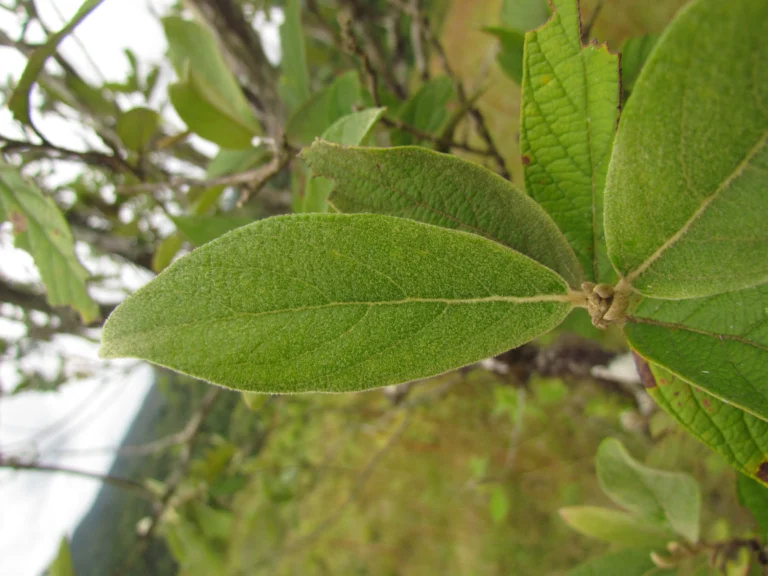 Moquiniastrum polymorphum floccosum (8)