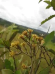 Moquiniastrum polymorphum floccosum (5)