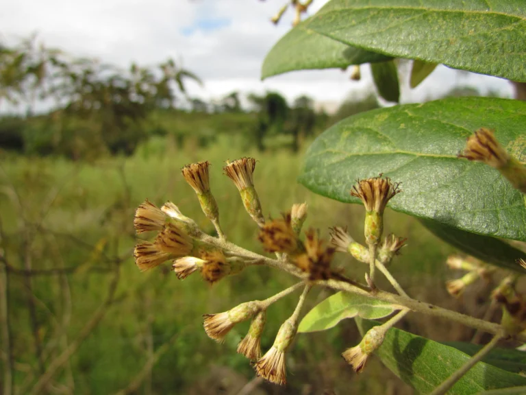 Moquiniastrum polymorphum caenotifolium (12)