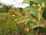 Moquiniastrum polymorphum caenotifolium (10)