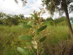 Moquiniastrum polymorphum caenotifolium (8)