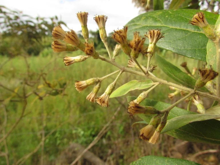 Moquiniastrum polymorphum caenotifolium (9)